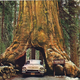 One of countless classic images to be banned from public spaces (Courtesy: Yosemite National Park)